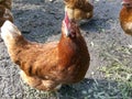 animals,birds,chicken,livestock,poultry,farm,feather,agriculture,rural,red,brown,food,female,pasture,meat,coop