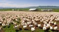 poultry chicken farm