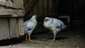 poultry concept, two white hens in a farm shed
