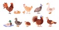 Poultry and domestic birds vector set, different farm birds goose, duck, pheasant, chicken hen rooster, turkey and quail Royalty Free Stock Photo