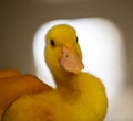 Poultry duckling close-up Royalty Free Stock Photo