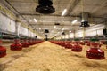 Poultry farm Royalty Free Stock Photo