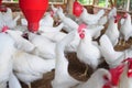 Poultry farm Royalty Free Stock Photo