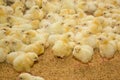 Poultry farm