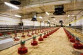 Poultry farm Royalty Free Stock Photo