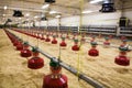 Poultry farm Royalty Free Stock Photo