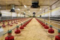 Poultry farm Royalty Free Stock Photo