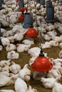 Poultry farm (aviary)