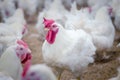 Poultry farm with broiler breeder chicken Royalty Free Stock Photo