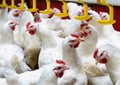 Indoors chicken farm, chicken feeding, farm for growing broiler chickens Royalty Free Stock Photo