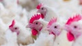 Poultry farm with broiler breeder chicken Royalty Free Stock Photo