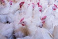 Poultry farm with broiler breeder chicken
