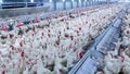 Poultry farm with broiler breeder chicken