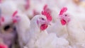 Poultry farm with broiler breeder chicken Royalty Free Stock Photo