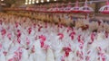 Poultry farm with broiler breeder chicken