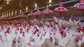 Poultry farm with broiler breeder chicken Royalty Free Stock Photo