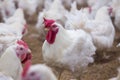 Poultry farm chicken business farm Royalty Free Stock Photo