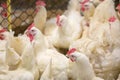 Poultry farm business for the purpose of farming meat Royalty Free Stock Photo