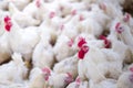 Poultry farm business for the purpose of farming meat Royalty Free Stock Photo