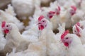 Poultry farm business for the purpose of farming meat Royalty Free Stock Photo