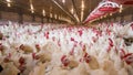 Poultry farm business for the purpose of farming meat Royalty Free Stock Photo