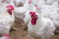 Poultry farm chicken business farm Royalty Free Stock Photo