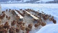 Chicken farm. Lots of chicken in winter. Poultry farm Royalty Free Stock Photo