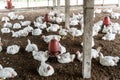 Poultry farm with chicken. Husbandry. Poultry broiler farm business with group of white chickens in rural housing farm. Selective