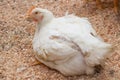 Poultry farm with chicken. Husbandry, housing business for the purpose of farming meat, White chicken Farming feed in indoor Royalty Free Stock Photo