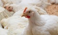 Poultry farm with chicken. Husbandry, housing business for the purpose of farming meat, White chicken Farming feed in indoor Royalty Free Stock Photo