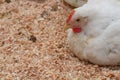 Poultry farm with chicken. Husbandry, housing business for the purpose of farming meat, White chicken Farming feed in indoor Royalty Free Stock Photo