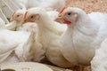 Poultry farm with chicken. Husbandry, housing business for the purpose of farming meat, White chicken Farming feed in indoor Royalty Free Stock Photo