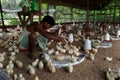 POULTRY FARM