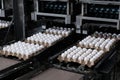 Poultry farm. Industrial egg production line. Packaging of dietary eggs in trays for transportation. Conveyor belt