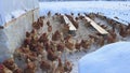 Poultry farm. Lots of chickens in the winter Royalty Free Stock Photo