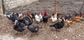 Poultry in the farm yard