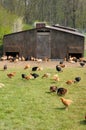 Poultry farming in Brueil en Vexin Royalty Free Stock Photo