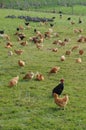 Poultry farming in Brueil en Vexin Royalty Free Stock Photo