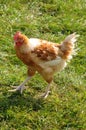 Poultry farming in Brueil en Vexin Royalty Free Stock Photo