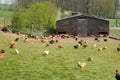 Poultry farming in Brueil en Vexin Royalty Free Stock Photo