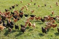 Poultry farming in Brueil en Vexin Royalty Free Stock Photo