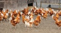 Poultry farming in Brueil en Vexin Royalty Free Stock Photo