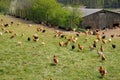 Poultry farming in Brueil en Vexin Royalty Free Stock Photo