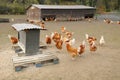 Poultry farming in Brueil en Vexin Royalty Free Stock Photo