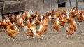 Poultry farming in Brueil en Vexin Royalty Free Stock Photo