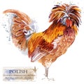 Poultry farming. Chicken breeds series. domestic farm bird