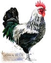 Poultry farming. Chicken breeds series. domestic farm bird