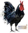 Poultry farming. Chicken breeds series. domestic farm bird