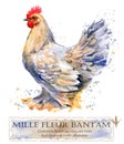 Poultry farming. Chicken breeds series. domestic farm bird Royalty Free Stock Photo