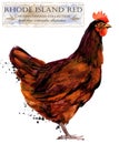 Poultry farming. Chicken breeds series. domestic farm bird